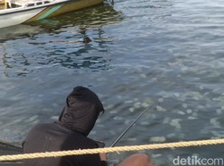 Heboh Ubur-ubur Muncul di Pelabuhan Mayangan, Begini Penampakannya