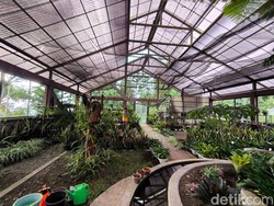 Menilik Koleksi Tanaman dan Anggrek Langka di Kebun Raya Kuningan