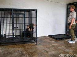 Warga Kulon Progo Diamankan gegara Pelihara Binturong hingga Beruang Madu