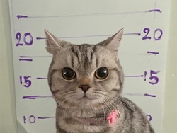 Gemas! Kucing Nakal Gigit Polisi, Langsung Ditangkap dan Dipenjara
