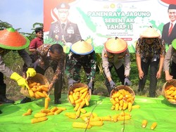 Panen Tahap 2 di Kota Mojokerto Hasilkan 3 Ton Jagung