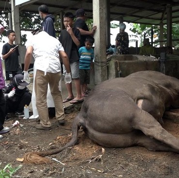 Segini Harga Sapi Kurban Presiden Prabowo yang Mati Mendadak Diduga Keracunan