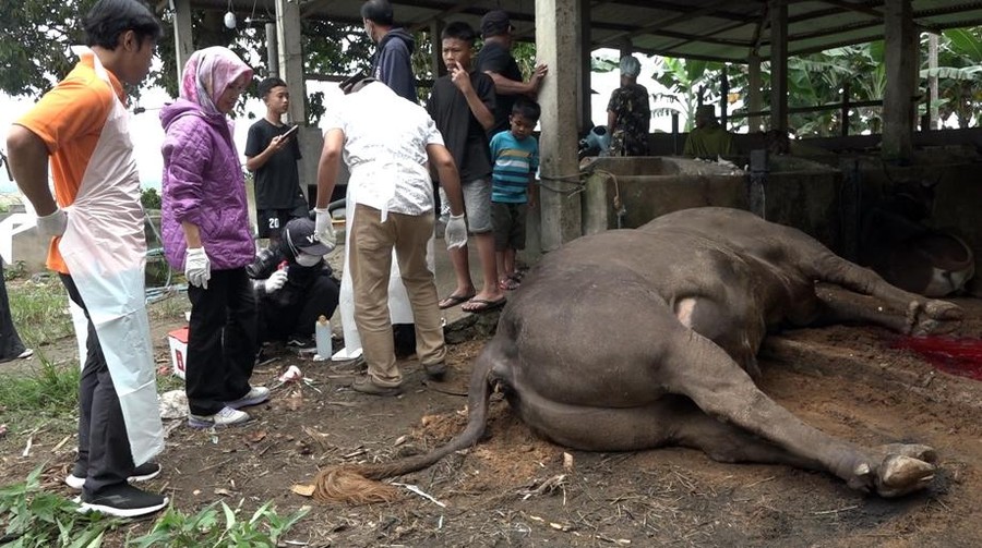 Sapi kurban milik Presiden Prabowo Subianto yang rencananya akan disumbangkan untuk masyarakat Sulawesi Barat pada perayaan Idul Adha mendatang terpaksa disembelih lebih awal&period; Sapi seberat 1&comma;1 ton itu mendadak sesak nafas dan ambruk diduga karena sakit&period;