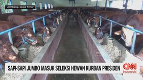 VIDEO: Sapi-Sapi Jumbo Masuk Seleksi Hewan Kurban Presiden