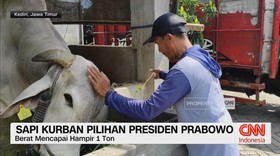 VIDEO: Sapi Kurban Pilihan Presiden Prabowo