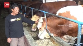 VIDEO: Sapi-sapi Jumbo Sumbangan Presiden di Idul Adha Mendatang
