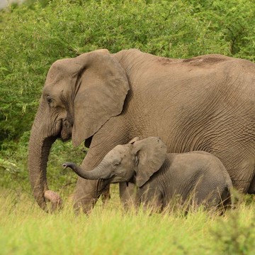 7 Induk Hewan yang Paling Totalitas Beri Kasih Sayang untuk Anak, Gajah Nomor Satu!