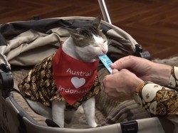Video: Bobby Kertanegara Dapat Hadiah Syal dari PM Australia