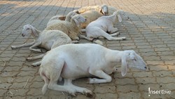 Harga Kambing Kurban 2025, Catat juga Ciri-ciri Hewan yang Sesuai Syariat Islam