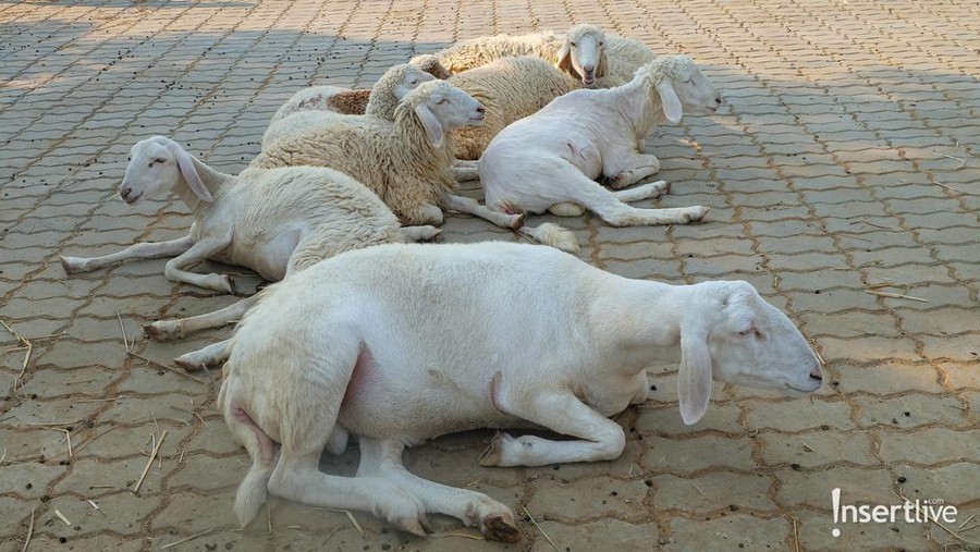 Ilustrasi kambing