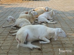 Harga Kambing Kurban 2025, Catat juga Ciri-ciri Hewan yang Sesuai Syariat Islam