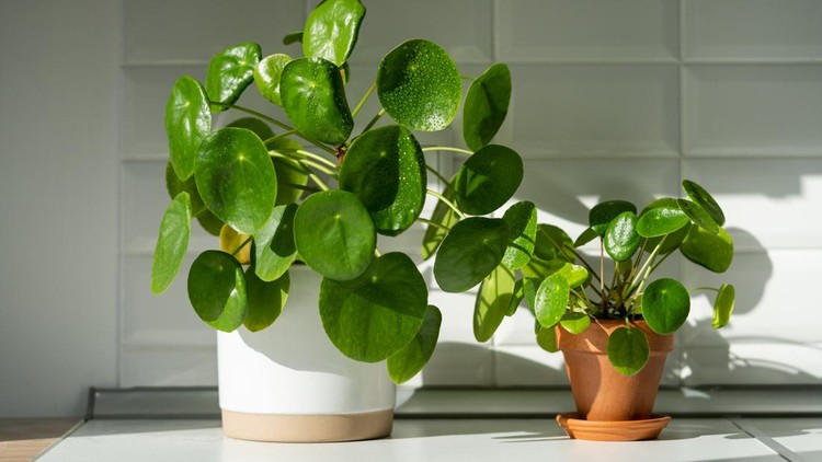 Ilustrasi tanaman hias Pilea peperomioides Aesthetic Pilea peperomioides houseplant in flower pots on table at home. Chinese money plant with water drops on green leaves. Indoor gardening, hobby concept.