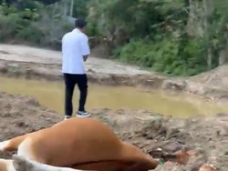 11 Sapi di Sumbawa Barat Mati Akibat Terpapar Sianida Tambang Emas Ilegal