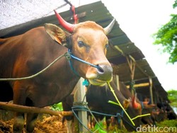 Peternak di Tarakan Ngeluh Stok Sapi Berlebih, Khawatir Rugi Jelang Idul Adha