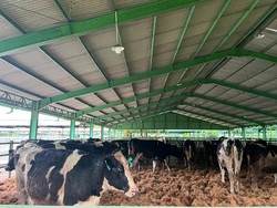 RI Datangkan Lebih dari 1.500 Sapi Perah dari Australia buat Geber Produksi Susu
