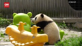 VIDEO: Melihat Kegemasan Dua Bayi Panda China Sibuk Bermain