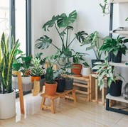 Rekomendasi 9 Tanaman Hias yang Cantik untuk Diletakkan di Sudut Rumah