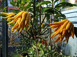 6 Buah Langka dari Berbagai Negara di Dunia, Ada yang Pernah Kamu Cicip?