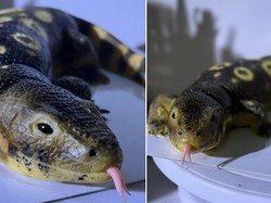 Wow! Kue Persis Biawak yang Tampilannya Bikin Merinding