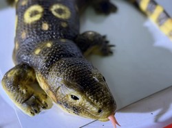 Tebak! Ini Kue atau Biawak?