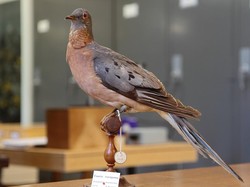 5 Hewan yang Punah karena Ulah Manusia, Ada Burung Dodo