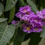 8 Tanaman Hias Outdoor Tahan Panas yang Cocok untuk Iklim Tropis