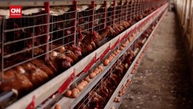 VIDEO: Pertama Kali, Flu Burung Serang Peternakan Komersil di Brasil