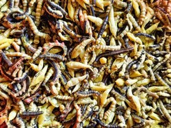 Ngeri! Masyarakat Vietnam Hobi Makan Ulat Bulu Tumis