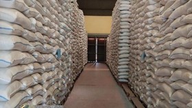 Cara Bulog Menjaga Kualitas Beras di Tengah Serapan yang Membludak