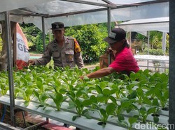 Polsek Candi Sidoarjo Dorong Ketahanan Pangan Lewat Sayur Hidroponik