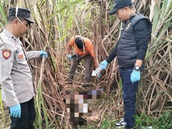 Mayat Wanita di Kebun Tebu Ogan Ilir Diduga Korban Pembunuhan