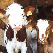 Jangan Keliru, Cuma 4 Jenis Hewan Ini yang Boleh Dikurbankan