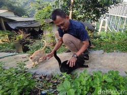 Aksi Kades Ahmad Rawat Kucing-kucing Hasil Buangan di Jembatan Cirahong