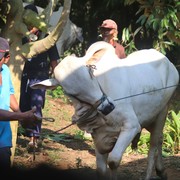 Jangan Dilewatkan, Ini 9 Manfaat Utama Berkurban di Hari Raya Iduladha bagi Umat Muslim