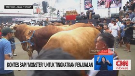 VIDEO: Kontes Sapi 'Monster' untuk Tingkatkan Penjualan