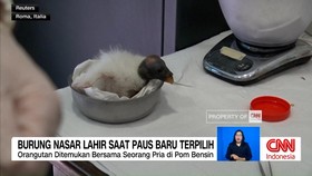 VIDEO: Burung Nasar Lahir Saat Paus Baru Terpilih