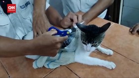 VIDEO: Kucing Narcos Tertangkap Selundupkan Narkoba ke Sel Kosta Rika