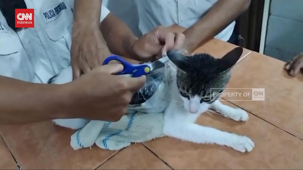 VIDEO: Kucing Digunakan Selundupkan Narkoba ke Lapas Kosta Rika