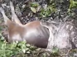 Penampakan Piton 6,5 Meter Telan Sapi Ternak, Berujung Dibunuh Warga