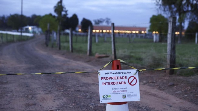 FOTO: Wabah Flu Burung 'Teror' Unggas-unggas Brasil
