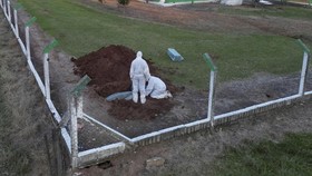 FOTO: Wabah Flu Burung 'Teror' Unggas-unggas Brasil