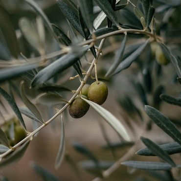 Daftar Tanaman Pembawa Berkah yang Disebut dalam Al-Qur'an