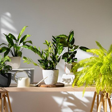 Daftar Tanaman yang Tidak Boleh Ditaruh di dalam Rumah, Kenapa?