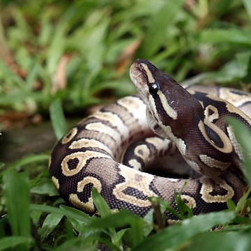 Bahaya! 3 Tanaman Ini Bisa Undang Ular Masuk ke Rumah