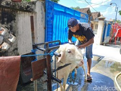 Peternak Jombang Buka Salon Kambing Gratis demi Dongkrak Penjualan Kurban