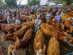 Harga Sapi Kurban 2025 di Jakarta dan Sekitarnya, Ini Daftarnya