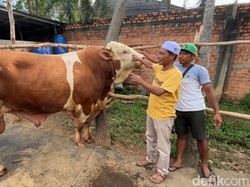 Blembo, Sapi Kurban Prabowo di Sumsel