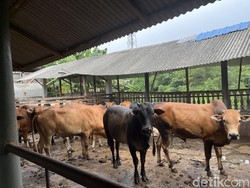 4 Ekor Sapi di Langkat Diusulkan jadi Hewan Kurban untuk Presiden Prabowo