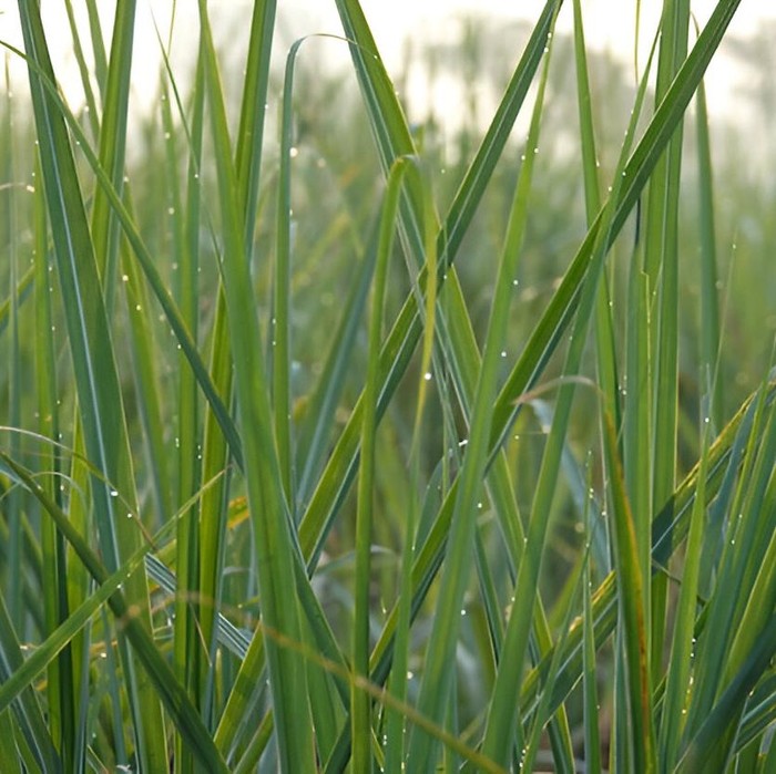 Serai/Foto: Freepik/lachetas