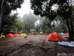 Sensasi Berkemah di Tengah Hutan Pinus Palutungan Kuningan